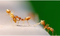 Thế giới qua đôi mắt loài kiến có gì thú vị?