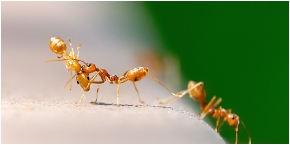 Thế giới qua đôi mắt loài kiến có gì thú vị?