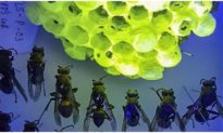 Tổ ong vò vẽ Việt Nam tỏa sáng kỳ lạ dưới ánh đèn UV
