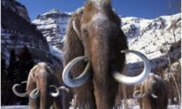 Loài voi ma mút lông cừu tuyệt chủng 10.000 năm trước sắp được hồi sinh?
