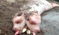 Sinh vật 'nửa bê, nửa lợn' hai đầu gây xôn xao ở Nga