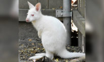 Chuột túi con màu trắng quý hiếm lần đầu tiên ra khỏi túi của mẹ ở vườn thú Manhattan