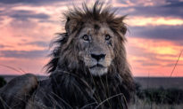 Con sư tử già nhất khu bảo tồn: Từ ‘Vua của muôn loài’ trở thành ‘kẻ già cỗi đơn độc’