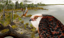 Các nhà khoa học Úc khai quật Hóa thạch Đại bàng 25 triệu năm tuổi