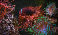 Giải mã cơ chế tạo nên màu sắc tuyệt đẹp của san hô 