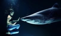 Nghiên cứu: Cá mập tấn công con người là do sự nhầm lẫn với con mồi