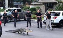 Bạn từng thấy cảnh sát Mỹ ‘dắt cá sấu đi dạo’ chưa?