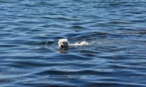 Cún con trôi dạt vào bờ biển Florida, may mắn được những người tốt bụng giải cứu