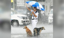 Hai chú chó ướt đẫm trong mưa, được nhân viên giao thông che chở dưới chiếc ô của anh ấy