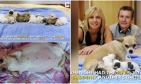Chó mẹ chihuahua ‘lập kỷ lục’ khi sinh một đàn 10 con chó con