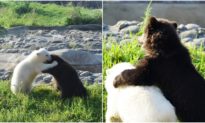 Video: Gấu xám mồ côi tìm được 'bạn tri kỷ' là gấu trắng Bắc Cực bị mẹ bỏ rơi