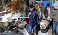 Con hổ Siberia tìm đến đồn biên phòng nhờ giúp đỡ vì bị... đau răng
