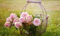 Thưởng thức hoa hồng: Vị ngon, Sắc đẹp và Sự sáng suốt