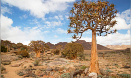 Quần thể sinh vật sa mạc độc đáo có một không hai ở Nam Phi