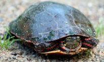 Mất tích 30 năm, rùa cưng được chủ nhân tìm thấy ngay trong nhà