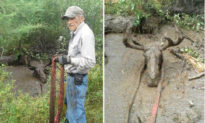 Hai người đàn ông 70 tuổi nỗ lực giải cứu nai sừng tấm bị mắc kẹt trong đầm lầy
