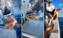 Video: Thuyền viên giải cứu rùa biển bị cá mập hổ truy sát