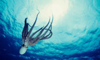 Vương quốc Anh tuyên bố bạch tuộc, mực là những sinh vật có tri giác