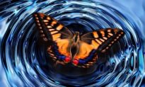 Những câu chuyện ‘hiệu ứng cánh bướm’ ngoài đời thực