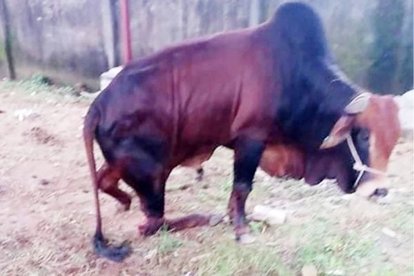 Nghệ An: Đàn bò trị giá hàng trăm triệu đồng bị kẻ gian chặt đứt chân