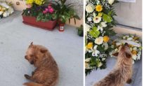 Chú chó trung thành ở Ý tìm ra bí mật về ngôi mộ của chủ nhân