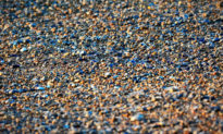 Bạn có phát hiện ra một con chim đang ‘ngụy trang’ tài tình trên bãi biển đầy sỏi đá này không?