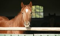 Ngựa có thể đọc cảm xúc của con người, ngay cả từ những bức ảnh