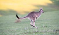 Kangaroo nhảy nhót trên mái nhà khiến cư dân Úc choáng váng