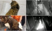 Giận dỗi bạn gái, thanh niên ở Hà Nội đem mèo cưng ra thiêu sống