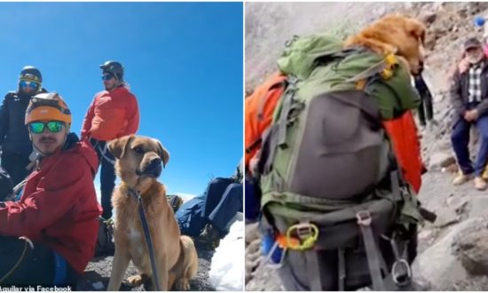 Đoàn người leo núi quay trở lại ngọn núi cao nhất Mexico để cứu chú chó hoang bị mắc kẹt
