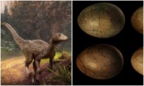 Phát hiện hàng chục quả trứng khủng long hóa thạch cách đây 66 triệu năm