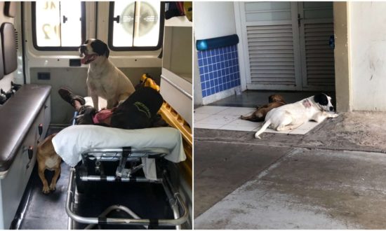 Hai chú chó nhất quyết leo lên xe cứu thương cùng chủ nhân đến bệnh viện