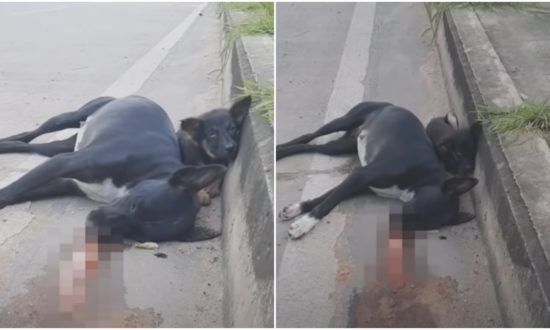 Video: Chó con nép bên xác chó mẹ bị xe ô tô tông chết lay động trái tim người qua đường