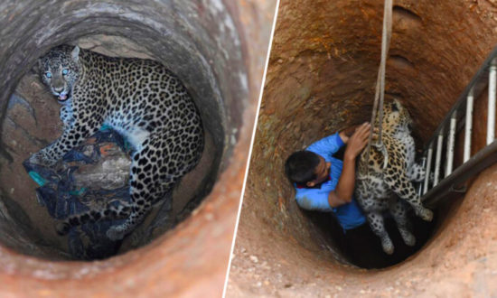 Cuộc giải cứu đầy rủi ro: Bác sĩ thú y trèo xuống giếng sâu để cứu báo hoa mai