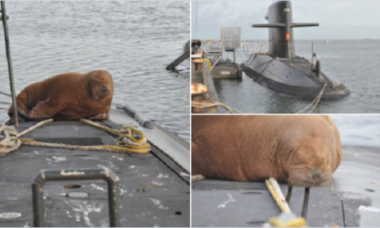 Chú hải mã bò lên boong tàu ngầm ngủ ngon lành, hải quân Hà Lan đã đón chào vị khách độc lạ này
