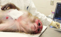 Khỉ vàng trở thành nguồn cung và là nạn nhân cho các 'thí nghiệm kinh hoàng' của NIAID