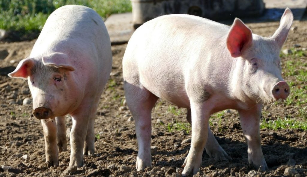 Trung Quốc lây nhiễm COVID-19 cho lợn biến đổi gen để nghiên cứu