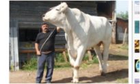 Bò khổng lồ cao 2m, nặng 1700kg