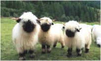 Tan chảy với vẻ đẹp của chú cừu mũi đen 'dễ thương nhất thế giới'