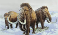 Phát hiện hóa thạch voi ma mút kỷ băng hà  220.000 năm trước