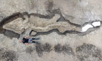 Các nhà khảo cổ ở Anh tìm thấy hóa thạch rồng biển khổng lồ có từ 180 triệu năm trước