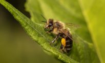 Nghiên cứu mới phát hiện nọc độc từ ong có thể tiêu diệt tế bào ung thư