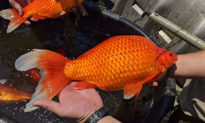 Cá vàng nhỏ được thả về tự nhiên ở các hồ nước Mỹ đã lớn thành những con cá ‘khổng lồ’