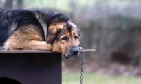 Luật mới cấm xích chó ngoài trời ở Mỹ được cư dân mạng tán thưởng