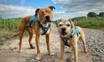 Chú chó mù bẩm sinh du lịch khắp nước Anh dưới sự hộ tống của ‘vệ sĩ nhí’