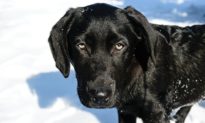 Sống sót sau trận cháy rừng, chú chó được tìm thấy vùi trong tuyết sau nhiều tháng mất tích