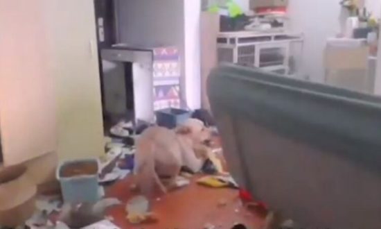 Cô chủ bị cách ly 14 ngày, bất lực ngồi nhìn chó cưng ‘phá banh nóc nhà’ qua camera giám sát