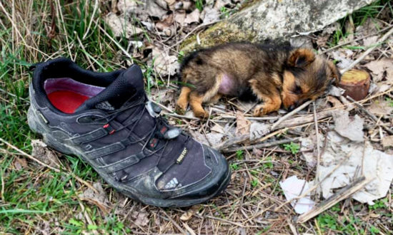 Chú chó con bị bỏ rơi phải trú ẩn trong chiếc giày, may mắn được giải cứu và có một ngôi nhà mới