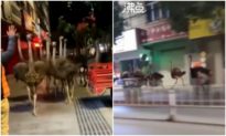 Hơn 100 con đà điểu 'vượt ngục' làm náo loạn đường phố Quảng Tây Trung Quốc