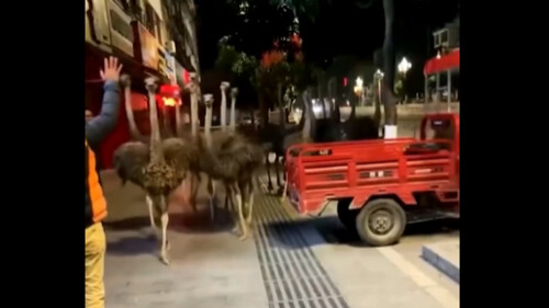 Một số con đà điểu bắt đầu đi dạo trên đường khi chúng đã mệt vì chạy. (Ảnh chụp màn hình video Weibo)
